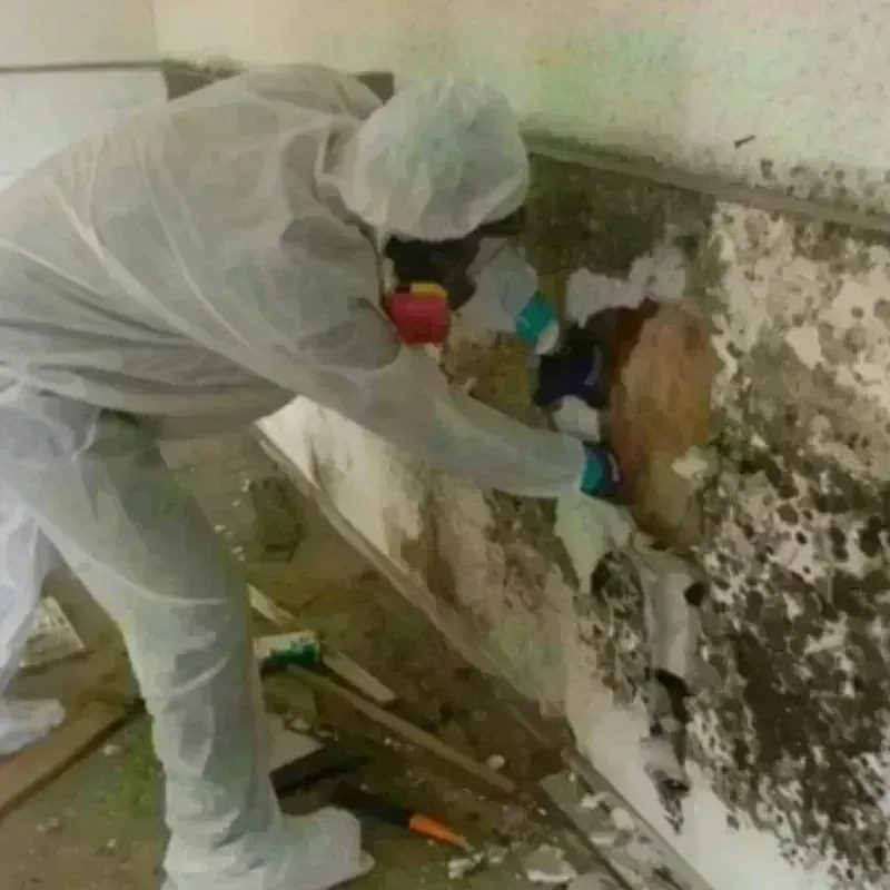 Mold Remediation and Removal in La Pine, OR